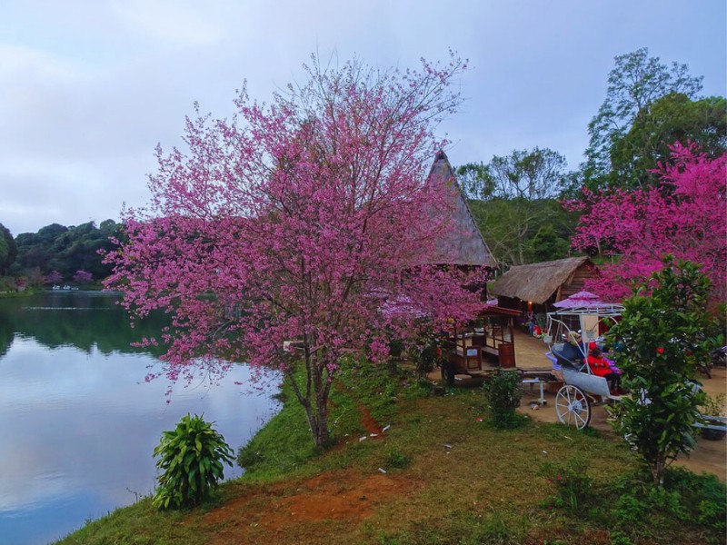 Top 5 địa điểm ngắm hoa Mai Anh Đào đẹp nhất ở Măng Đen